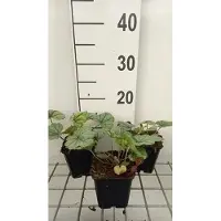 GRDplanten 6 x Heucherella hybr. 'Pink Fizz' - Fleur d'écume bâtarde - Pot 9 x 9 cm
