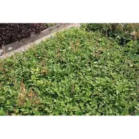 GRDplanten 6 x Astilbe chin. 'Veronica Klose' - Prachtspiere - Topf 9 x 9 cm