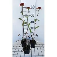 GRDplanten 6 x Echinacea purp. irresistible' - Sonnenhut - Topf 9 x 9 cm