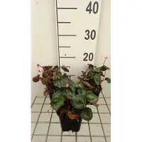 GRDplanten 6 x Cyclamen coum - Printemps - Pot 9 x 9 cm