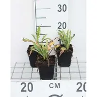 GRDplanten 6 x Papaver or. 'Prince. Viktoria Louise' - Pavot - Pot 9 x 9 cm