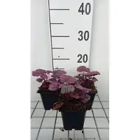 GRDplanten 6 x Heuchera hybr. 'Wild Rose' - Luzule pourpre - Pot 9 x 9 cm