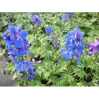GRDplanten 6 x Delphinium (b) 'Piccolo' - Delphinium - Pot 9 x 9 cm