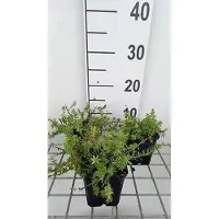 GRDplanten 6 x Phuopsis stylosa ( crucianella stylosa) - aspérule fausse - pot 9 x 9 cm