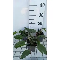 GRDplanten 6 x Rudbeckia fulg. 'Little Goldstar' - Echinacea - Pot 9 x 9 cm