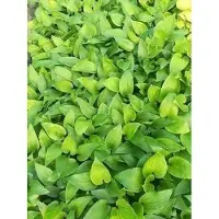 GRDplanten 6 x Hosta hybr. 'Purple Heart' - Hosta - Pot 9 x 9 cm