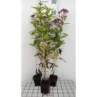 GRDplanten 6 x Eupatorium dub. 'Baby Joe' - Marguerite d'eau - Pot 9 x 9 cm