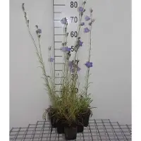 GRDplanten 6 x Campanula pers. 'Grandiflora Coerulea' - Menthe de montagne - pot 9 x 9 cm