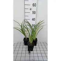 GRDplanten 6 x Hemerocallis hybr. 'El desperado' - hémérocalle - pot 9 x 9 cm
