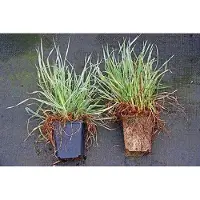 GRDplanten 6 x Dactylis glom. 'Variegata' - Dactyle blanc-vert - Pot 9 x 9 cm