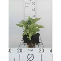 GRDplanten 6 x Hosta sieb. 'Elegans' - Hosta - Pot 9 x 9 cm