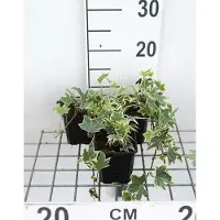 GRDplanten 12 x Hedera helix 'Marg. Elegantissima' - Lierre 'Marginata Elegantissima' - Pot 9 cm x 9 cm