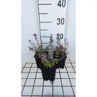 GRDplanten 6 x Nepeta hybr. 'Cat's Pajama' - Herbe à chat - pot 9 x 9 cm