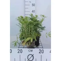 GRDplanten 6 x Dianthus barb. 'Indian carpet' - Oeillet - pot 9 x 9 cm