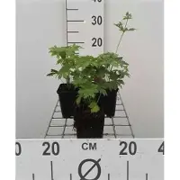 GRDplanten 6 x Geranium sylv. mayflower' - Bec de cigogne - Pot 9 x 9 cm