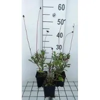 GRDplanten 6 x Cosmos atrosanguineus - Fleur de chocolat - pot 9 x 9 cm