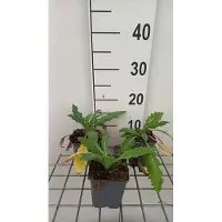 GRDplanten 6 x Papaver or. 'Allegro' - pavot - pot 9 x 9 cm