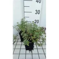 GRDplanten 6 x Nepeta faas. 'Blue Wonder' - Katzenminze - Topf 9 x 9 cm