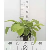 GRDplanten 6 x Symphytum grandifl. 'Wisley Blue' - Consoude - Pot de 9 x 9 cm