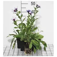 GRDplanten 6 x Centaurea mont. coerulea' - fleur d'euphorbe - pot 9 x 9 cm