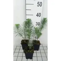 GRDplanten 6 x Euphorbia cyp. 'Betten' - Loup de mer - Topf 9 x 9 cm