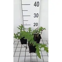 GRDplanten 6 x Echinops bann. 'Taplow Blue' - Kugeldistel - Topf 9 x 9 cm