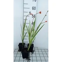 GRDplanten 6 x Crocosmia hybr. 'Red King' - Crocosmia - Topf 9 x 9 cm