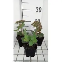 GRDplanten 6 x Sedum hybr. 'Matrona' - Fat leaf - Pot de 9 x 9 cm
