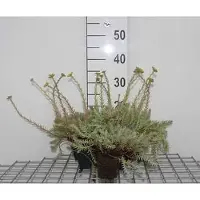 GRDplanten 6 x Sedum reflexum - Fat leaf - pot 9 x 9 cm