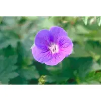 GRDplanten 6 x Geranium himalayense (grandiflorum) - Bec de cigogne- Pot 9 x 9 cm