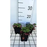 GRDplanten 6 x Fragaria (a) 'Lipstick' - Fraise des bois - pot 9 x 9 cm