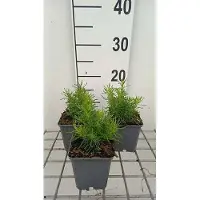 GRDplanten 6 x Santolina rosm. 'Lemon Fizz' - Herbe sainte - pot 9 x 9 cm