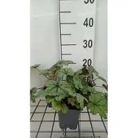 GRDplanten 6 x Heucherella hybr. 'Kimono' - Fleur d'écume bâtarde - pot 9 x 9 cm