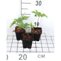 GRDplanten 6 x Helleborus purpurascens - Helleborus - pot 9 x 9 cm