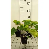 GRDplanten 6 x Brunnera macr. 'White Zebra' - Myosotis du Caucase - pot 9 x 9 cm