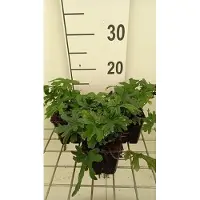 GRDplanten 6 x Tiarella hybr. 'Skeleton Key' - fleur en mousse - pot 9 x 9 cm