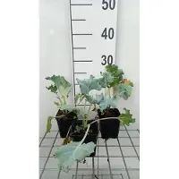 GRDplanten 6 x Crambe maritima - Chou - pot 9 x 9 cm