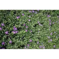 GRDplanten 6 x Aster thomsonii - Aster d'automne - pot 9 x 9 cm