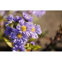 GRDplanten 6 x Aster n.-b. 'Marie Ballard' - Aster d'automne - pot 9 x 9 cm