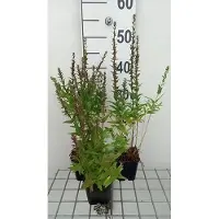 GRDplanten 6 x Lythrum sal. 'Robin' - salicaire - pot 9 x 9 cm