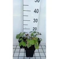 GRDplanten 6 x Epimedium pubigerum - Fleur de fée - pot 9 x 9 cm