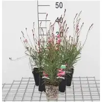 GRDplanten 6 x Gaura lindh. 'Siskiyou Pink' (oenothera lindh.) - Gaura - pot 9 x 9 cm