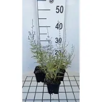 GRDplanten 6 x Perovskia atripl. 'Blue Jean Baby' - Rue bleue - pot 9 x 9 cm