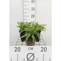 GRDplanten 6 x Campanula glom. 'Acaulis' - Menthe de montagne - pot 9 x 9 cm