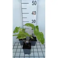 GRDplanten 6 x Phlomis tub. 'Amazone' - Épilobe - pot 9 x 9 cm