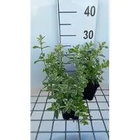 GRDplanten 6 x Mentha rotund. 'Variegata' - Menthe - pot 9 x 9 cm
