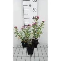 GRDplanten 6 x Aster n.-a. 'Rudelsburg' - Aster d'automne - pot 9 x 9 cm