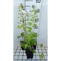 GRDplanten 6 x Campanula latifolia 'Macrantha Alba' - Menthe de montagne - pot 9 x 9 cm