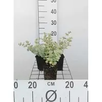 GRDplanten 6 x Sedum sieboldii - Fat leaf - pot 9 x 9 cm