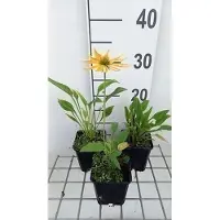 GRDplanten 6 x Echinacea purp. 'Espinoso Yellow' - coneflower - pot 9 x 9 cm